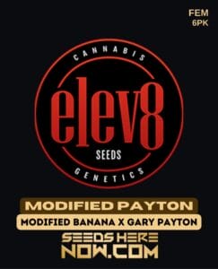 Modified Payton (feminized) - Elev8 Seeds