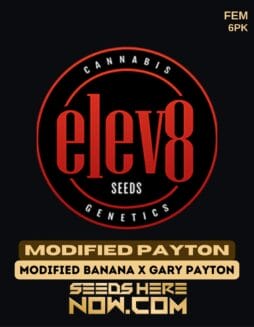 Elev8 Seeds - Modified Payton {FEM} [6pk]Elev8 Seeds - Modified Payton {FEM} [6pk]