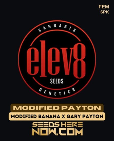 Elev8 Seeds - Modified Payton {fem} [6pk]