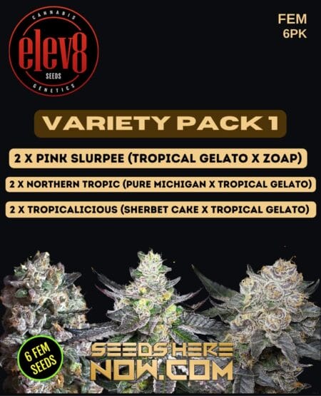 Elev8 Seeds - Variety Pack 1 {fem} [6pk]