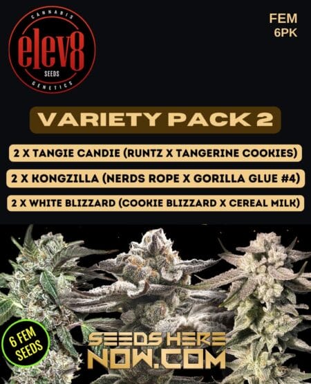 Elev8 Seeds - Variety Pack 2 {fem} [6pk]
