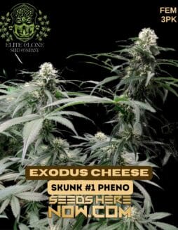 Elite Clone Seed Company - Exodus Cheese	 {FEM} [3pk]Elite Clone Seed Company - Exodus Cheese {FEM} [3pk]