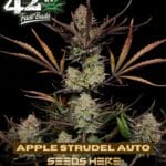 Apple Strudel (Autoflower) - Fast Buds