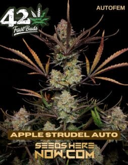 Apple Strudel Auto (Autoflower) - Fast BudsApple Strudel Auto (Autoflower) - Fast Buds