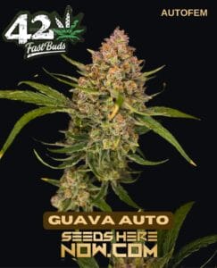 Guava Auto (autoflower) - Fast Buds