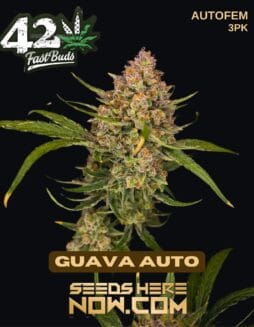 Fast Buds - Guava Auto {AUTOFEM} [3pk]Fast Buds - Guava Auto {autofem} [3pk]