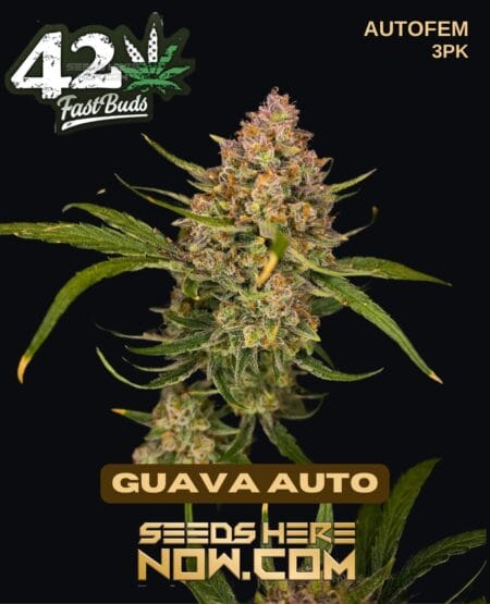 Fast Buds - Guava Auto {autofem} [3pk]