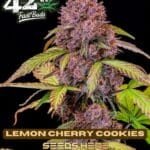 Lemon Cherry Cookies (Autoflower) - Fast Buds