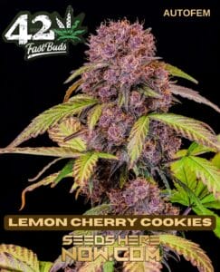 Lemon Cherry Cookies (autoflower) - Fast Buds