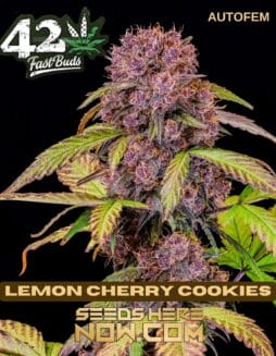 Fast Buds - Lemon Cherry Cookies {AUTOFEM}Fast Buds - Lemon Cherry Cookies {AUTOFEM}