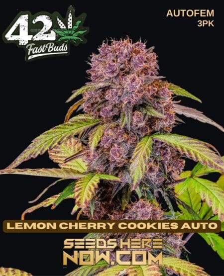Fast Buds - Lemon Cherry Cookies {autofem} [3pk]