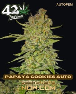 Papaya Cookies Auto (autoflower) - Fast Buds