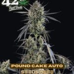 Pound Cake (Autoflower) - Fast Buds