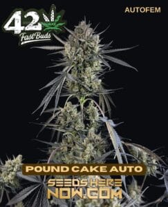 Pound Cake Auto (autoflower) - Fast Buds