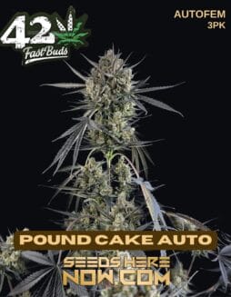 Fast Buds - Pound Cake Auto {AUTOFEM} [3pk]Fast Buds - Pound Cake Auto {autofem} [3pk]