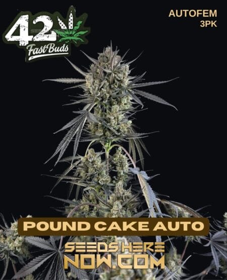 Fast Buds - Pound Cake Auto {autofem} [3pk]