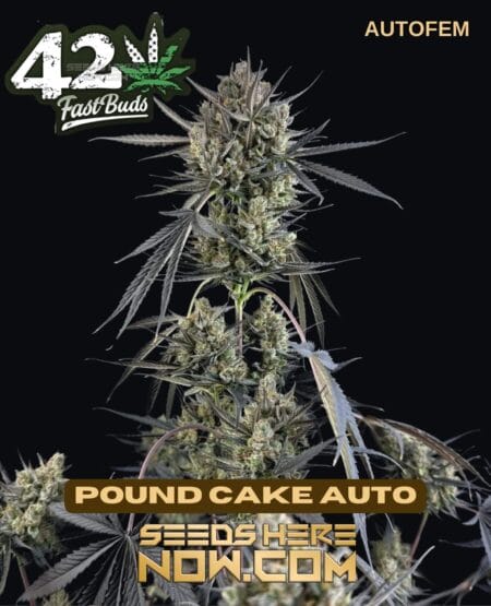 Pound Cake Auto (autoflower) - Fast Buds