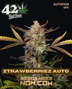 Ztrawberriez Auto (autoflower) - Fast Buds