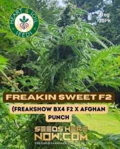 Freakin Sweet F2 (Regular) (space) Heart & Soil Seeds