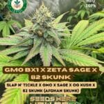 GMO BX1 x Zeta S.A.G.E. x 82 Skunk (Regular) - Heart & Soil Seeds
