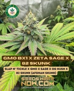 Gmo Bx1 X Zeta S.a.g.e. X 82 Skunk (regular) - Heart & Soil Seeds