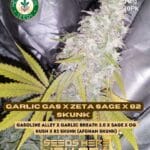 Garlic Gas x Zeta S.A.G.E. x 82 Skunk (Regular) - Heart & Soil Seeds