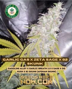 Garlic Gas X Zeta S.a.g.e. X 82 Skunk (regular) - Heart & Soil Seeds