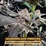 American Tricho (Feminized) - Genetix Matter