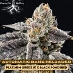 Automatic Bang Reloaded (Feminized) - Genetix Matter