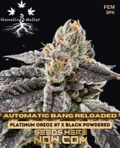 Automatic Bang Reloaded (Feminized) - Genetix Matter