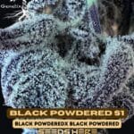 Black Powdered S1 (Feminized) - Genetix Matter