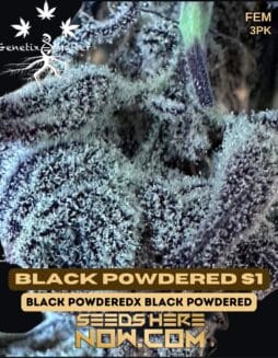 Genetix Matter - Black Powdered S1 {FEM} [3pk]Genetix Matter - Black Powdered S1 {FEM} [3pk]