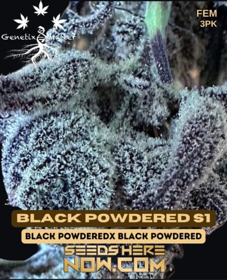 Genetix Matter - Black Powdered S1 {fem} [3pk]