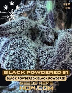 Genetix Matter - Black Powdered S1 {FEM} [6pk]Genetix Matter - Black Powdered S1 {fem} [6pk]