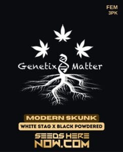 Modern Skunk (feminized) - Genetix Matter