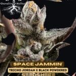 Space Jammin' (Feminized) - Genetix Matter