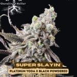 Super Slayin' (Feminized) - Genetix Matter