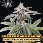 Trailer Park Barbie (Feminized) - Genetix Matter