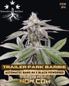 Trailer Park Barbie (feminized) - Genetix Matter