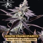 White Trash Party (Feminized) - Genetix Matter