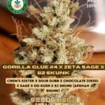 Gorilla Glue #4 x Zeta S.A.G.E. x 82 Skunk (Regular) - Heart & Soil Seeds
