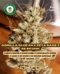 Gorilla Glue #4 X Zeta S.a.g.e. X 82 Skunk (regular) - Heart & Soil Seeds