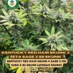 Kentucky Red Hair Skunk x Zeta S.A.G.E. x 82 Skunk (Regular) - Heart & Soil Seeds