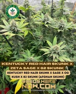 Kentucky Red Hair Skunk x Zeta S.A.G.E. x 82 Skunk (Regular) (space) Heart & Soil Seeds