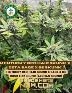 Heart & Soil Seeds - Kentucky Red Hair Skunk x Zeta SAGE x 82 Skunk {REG}