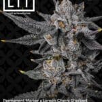 Black Rainbow (Feminized) - LIT Farms