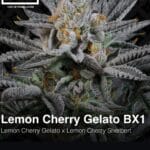 Lemon Cherry Gelato BX1 (Feminized) - LIT Farms
