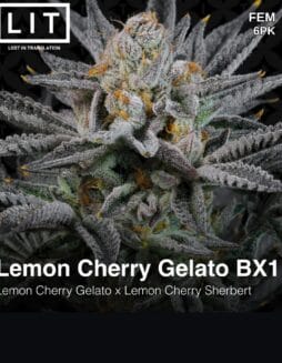 LIT Farms - Lemon Cherry Gelato BX1 {FEM} [6pk] *PREORDERLIT Farms - Lemon Cherry Gelato BX1 {FEM} [6pk]