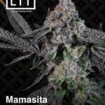 Mamasita (Feminized) - LIT Farms
