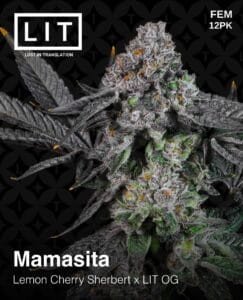 Mamasita (feminized) - Lit Farms